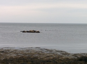 Seals on the rock and seals in the water!